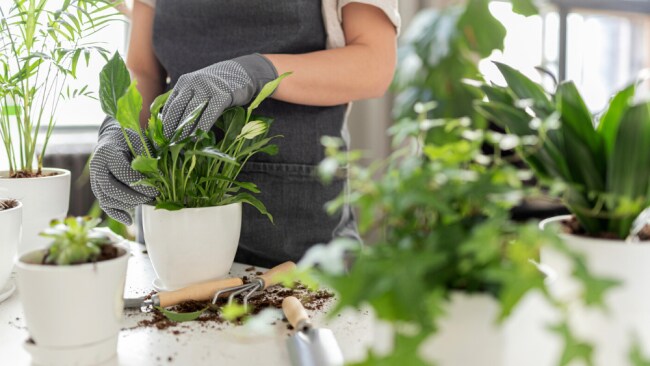 Mindful gardening is the new way to nix iso stress